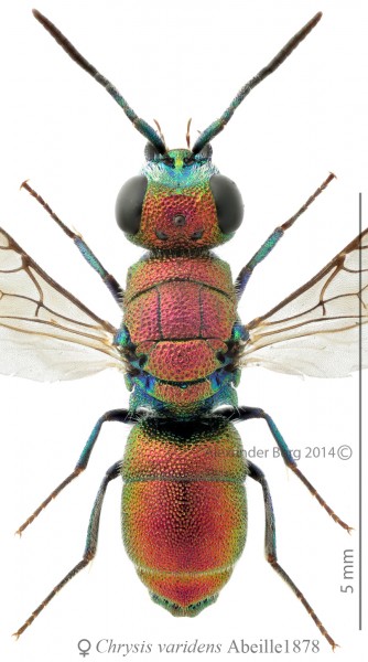 Chrysis_varidens_F_Spain_small.JPG