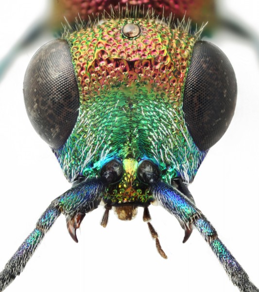 Chrysis_varidens_F_Spain_face_small.JPG