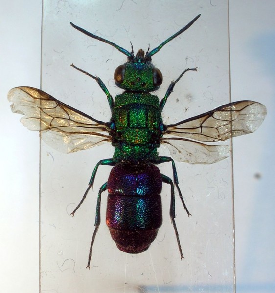 chrysurarid.jpg