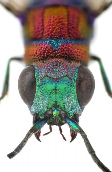 Chrysis_andradei_F_Spain_face_small.JPG