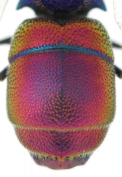 Chrysis_andradei_F_Spain_metasoma_small.JPG