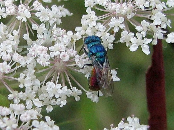 Wespe_140816,02aa.jpg