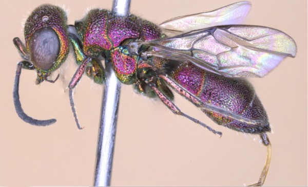 alcudiae 4 paratype.jpg