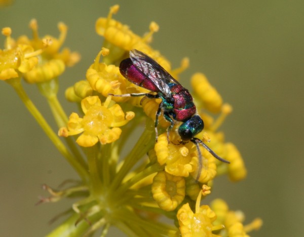 Chrysid Coto Donana May 2014 087.JPG