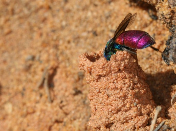 Chrysid 2 - Copy.JPG