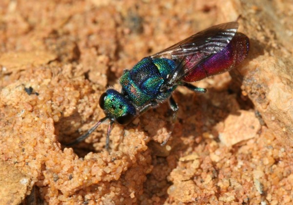 Chrysid 3 - Copy.JPG