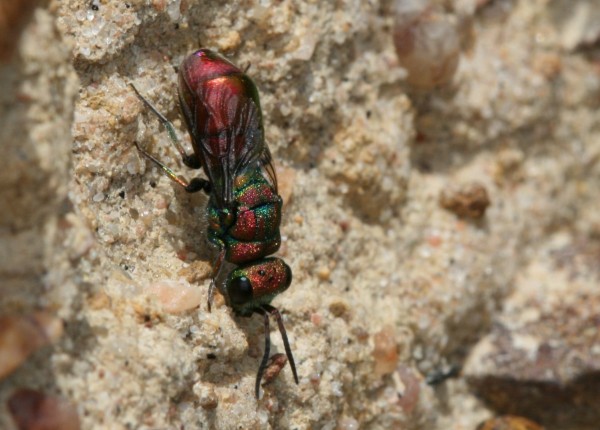 Chrysid parasite of Hoplitis - Copy.JPG