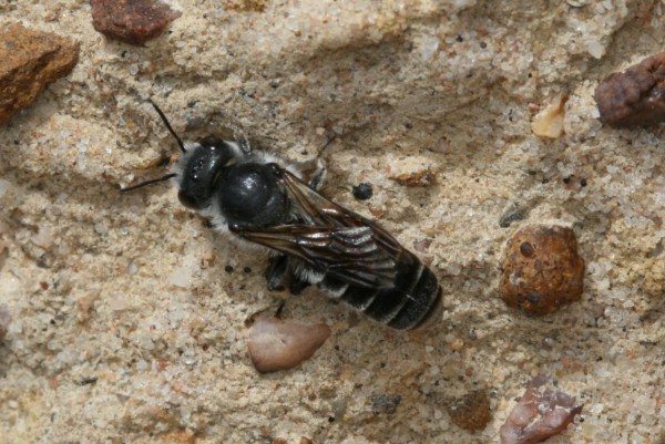 Hoplitis female 1.JPG