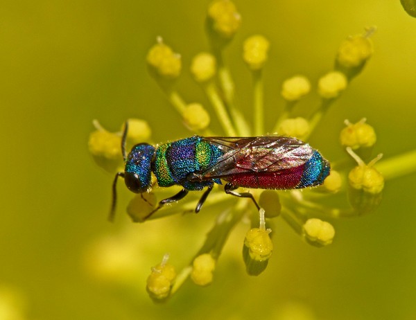 Chrysura sp 4.jpg