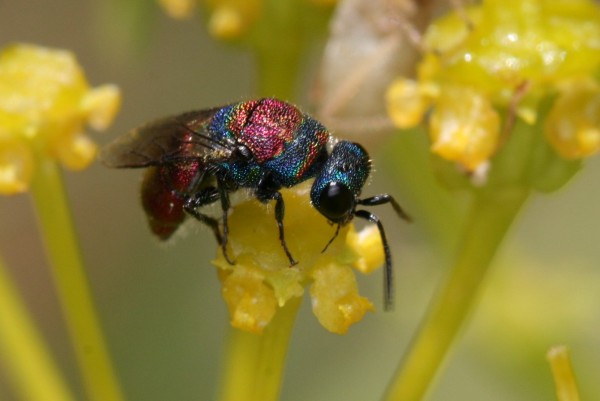 Chrysid.JPG