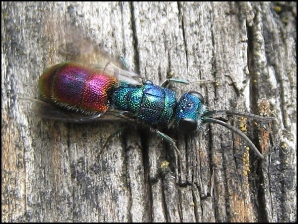 fly24-6-15a.jpg