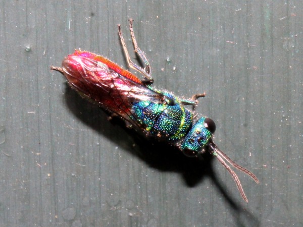 chrysis.jpg