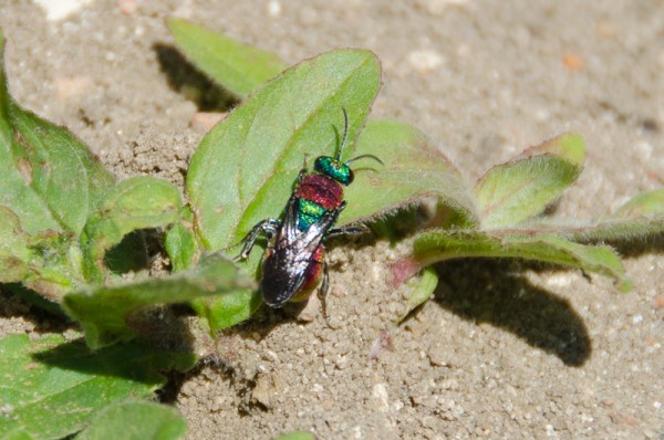 20150630-DSC_0357.jpg
