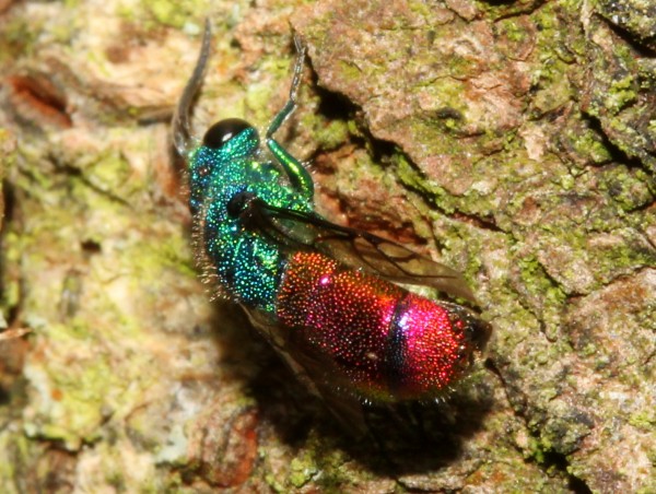 00chrysis3kont.jpg