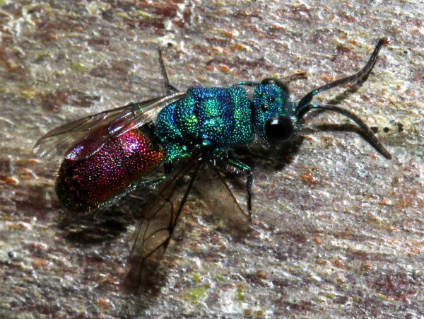 00chrysisachter.jpg