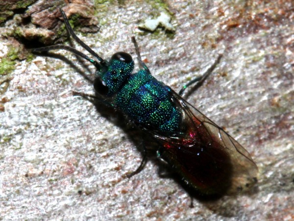 000chrysis.jpg