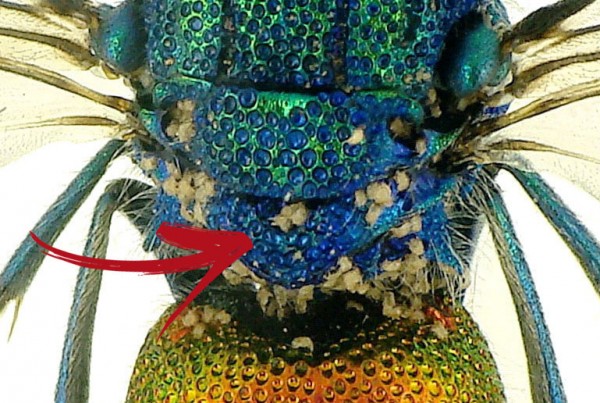ch.radians1.jpg