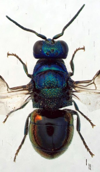 ptriangulifer1arid.jpg