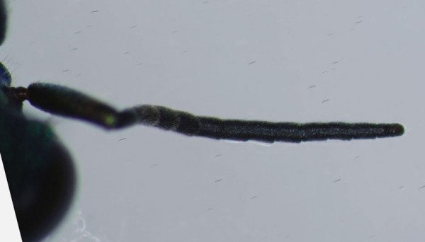 antennomeri1rid.jpg
