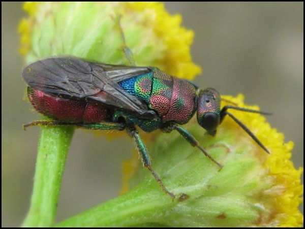 fly29-7-15a.jpg