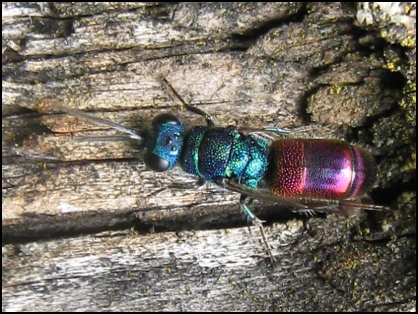 fly24-6-15h.jpg