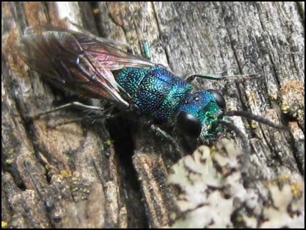fly24-6-15h1.jpg