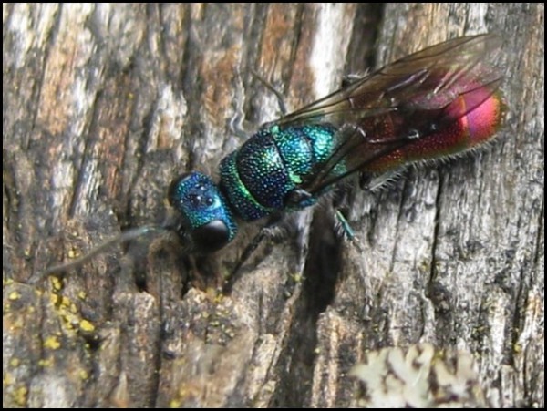 fly24-6-15h2.jpg