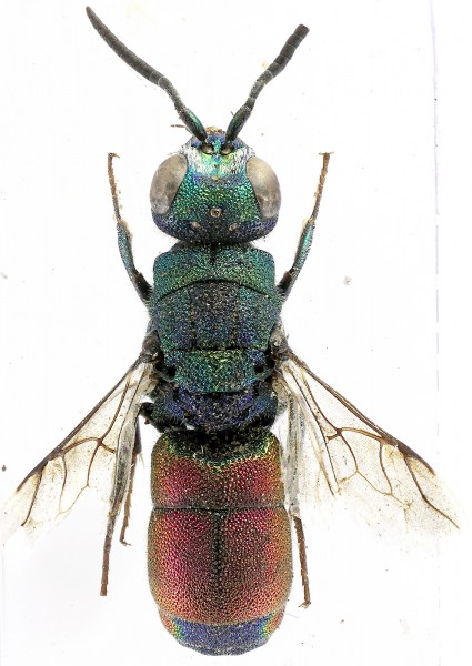 Chrysis 2 rid.jpg
