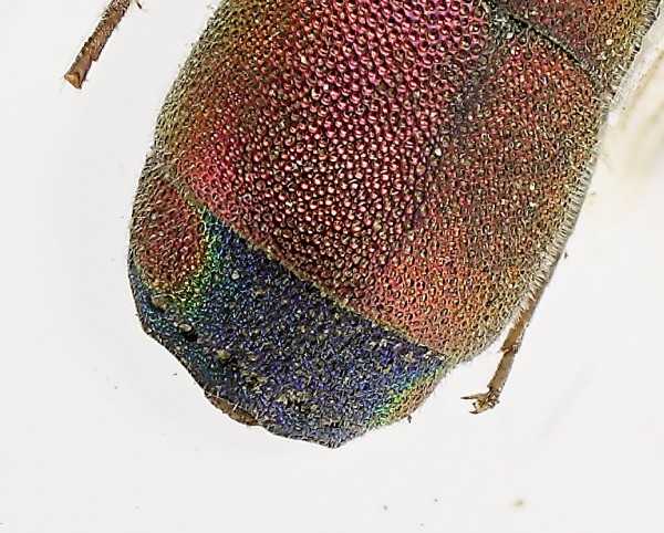 Chrysis 2 terg.jpg