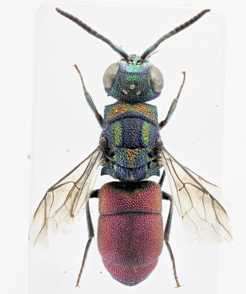 Chrysis 5.jpg