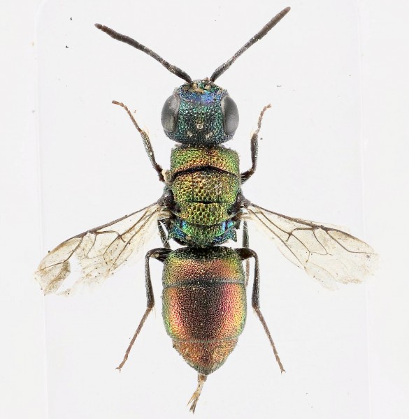 Chrysis 6.jpg