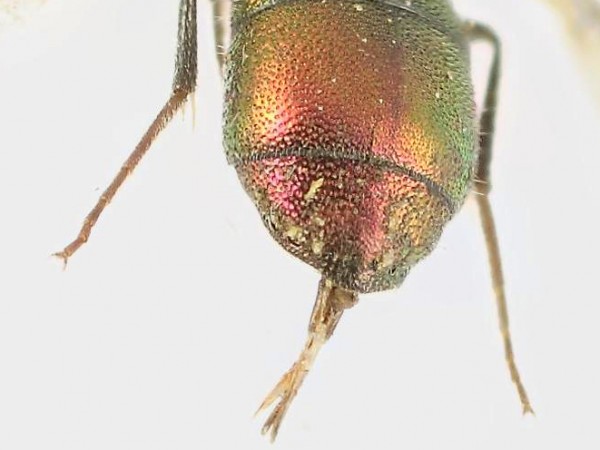 Chrysis 6 terg.jpg