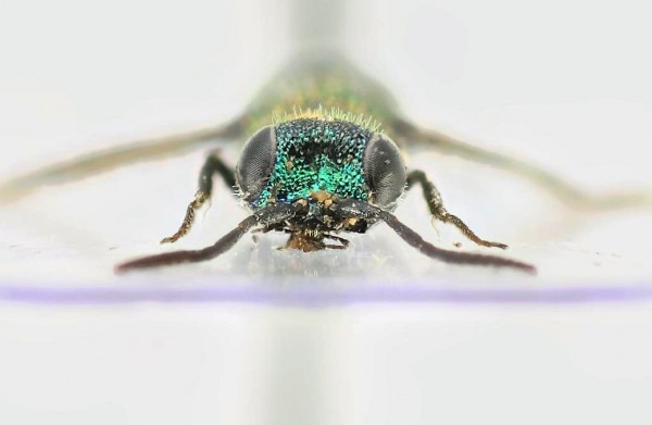 Chrysis 6 test.jpg