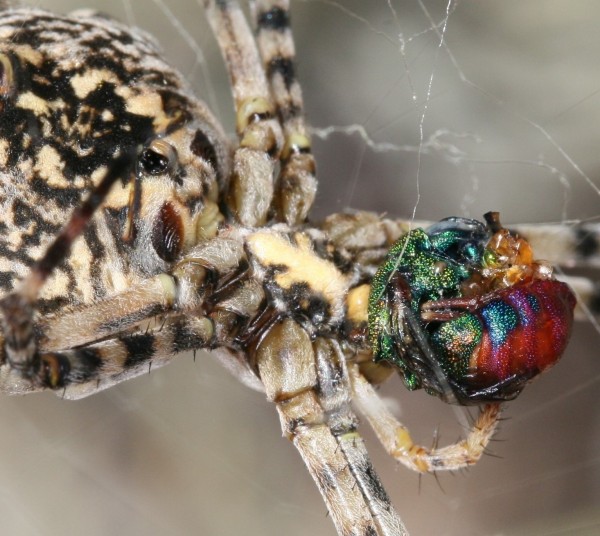 Argiope lobata catches male Panorpes grandior.JPG