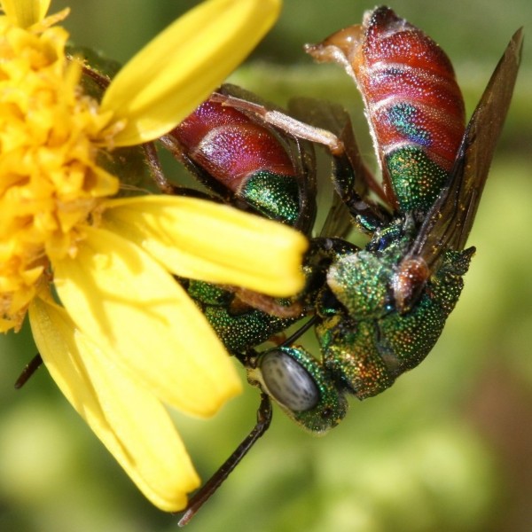 Panorpes grandior mating 1.JPG