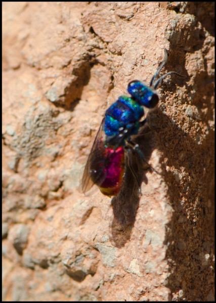 Chrysis_dos_dientes_terreros_b_red.jpg