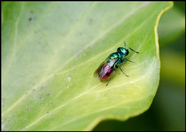 Pseudomalus_auratus_lanjaron_red.jpg