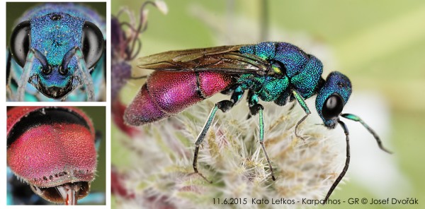 chrysididae 1.jpg