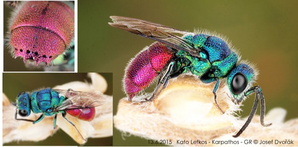 chrysididae 3.jpg