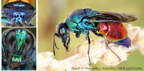 chrysididae 4.jpg