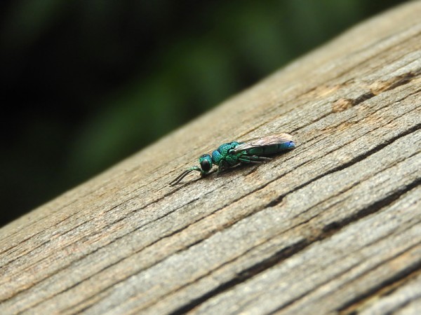 4_Insecto1-01[1].jpg