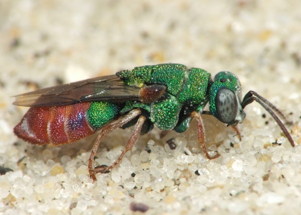 parnopes.jpg
