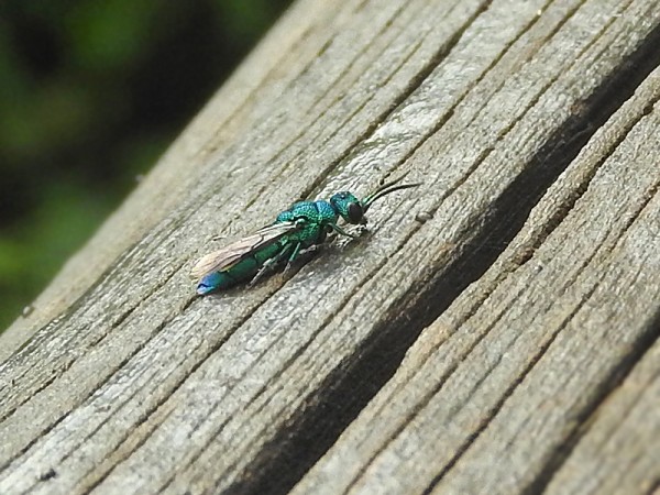 Chrysidini1-00.jpg