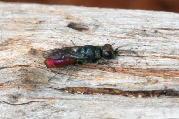 Chrysis sp,.JPG