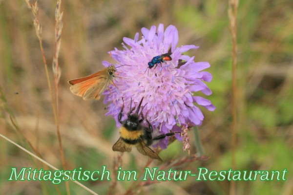 IMG_3387 Mittagstisch-001.JPG