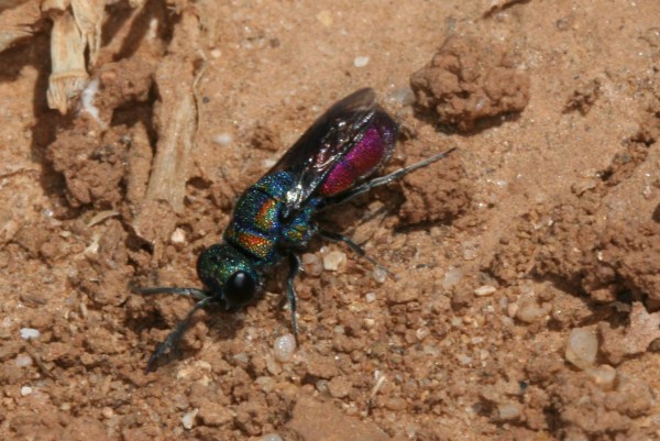 Chrysid parasite of Tropidodynerus flavus 02.JPG