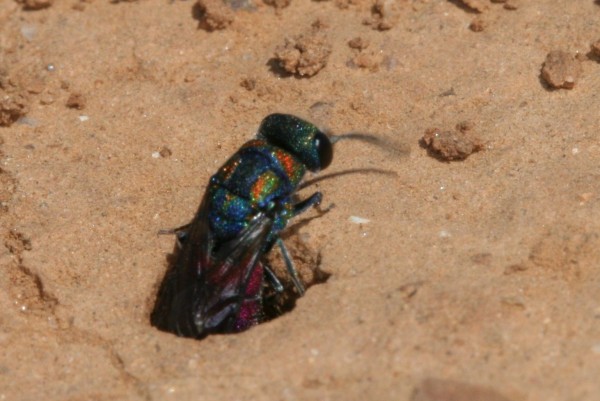 Chrysid parasite of Tropidodynerus flavus 01.JPG