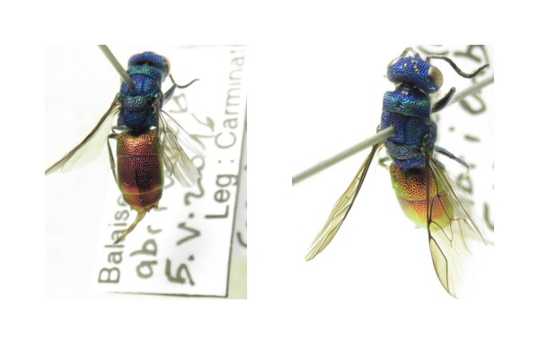 Chrysis sp 1 Balaiseau.jpg