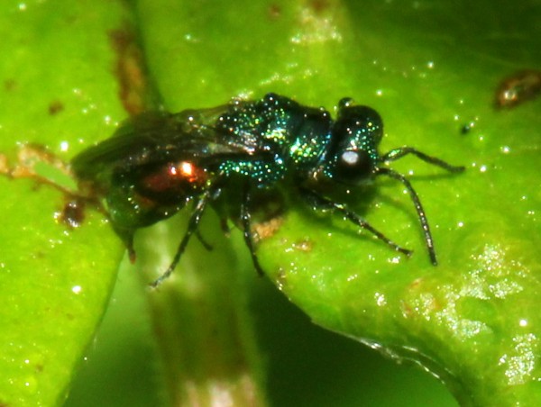 000auratus.JPG