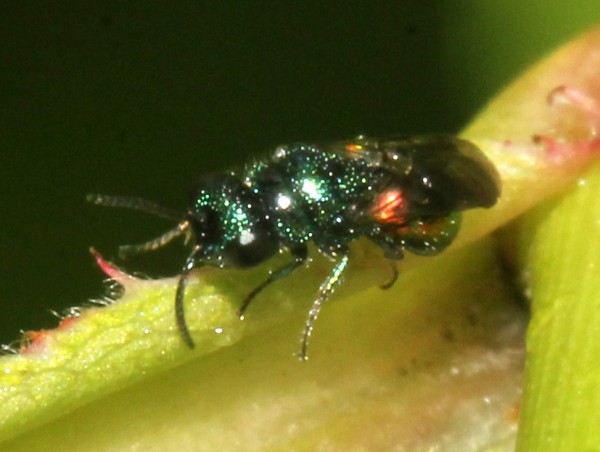 000auratus2.JPG